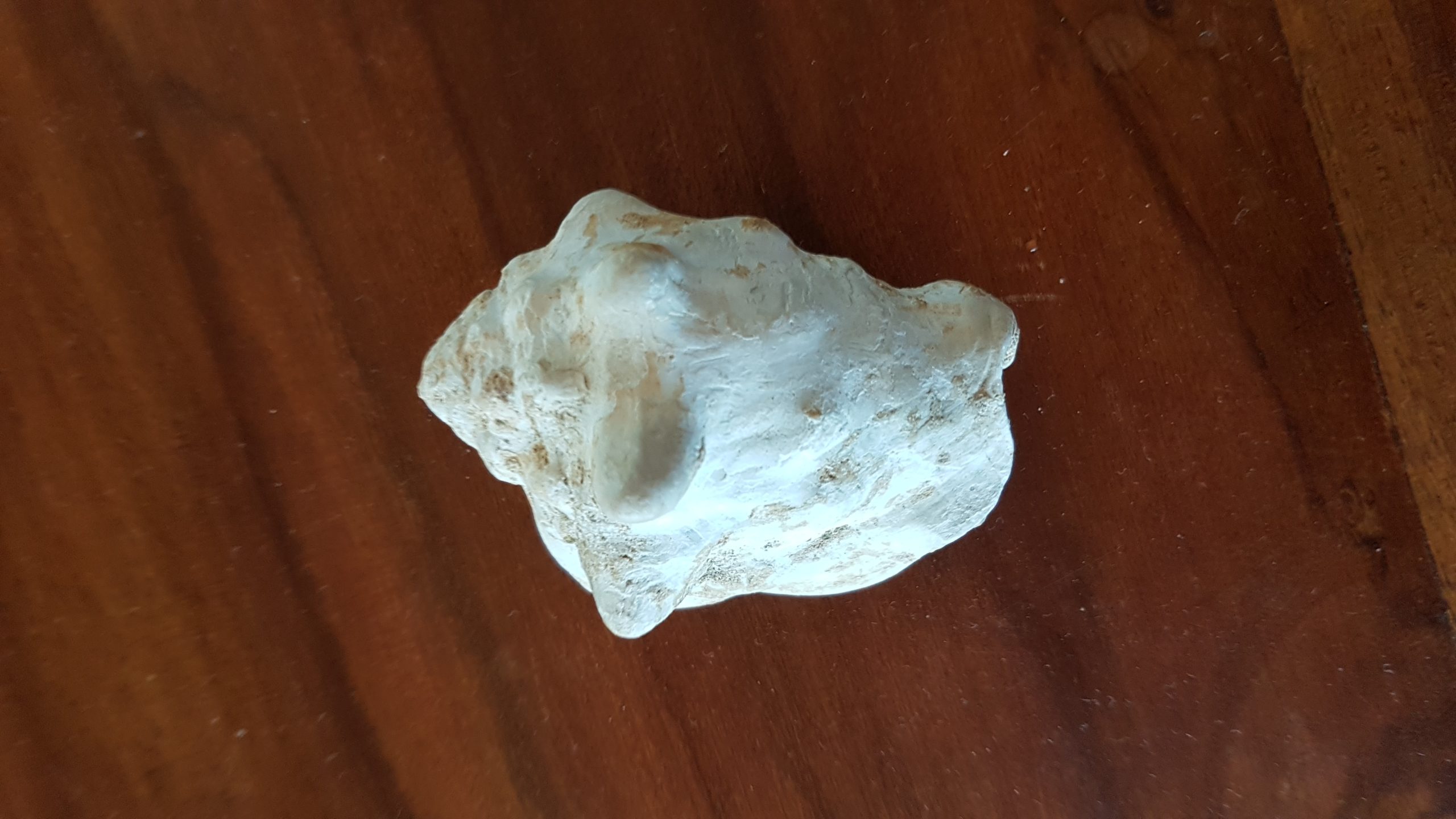 LAST INTERGLACIAL SEA LEVELS: RECENT RESEARCH AND MEET “STROMBUS BUBONIUS”