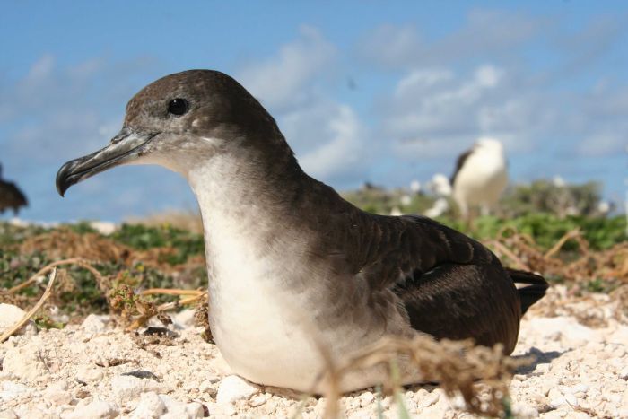 COASTAL CULTURAL MODELS – ECOLOGICAL PERSPECTIVE