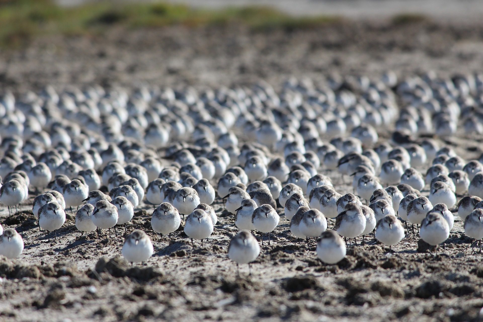 Impact of sea-level rise on coastal natural values in Tasmania