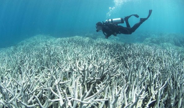 CORAL DESPAIR | Australian Coastal Society